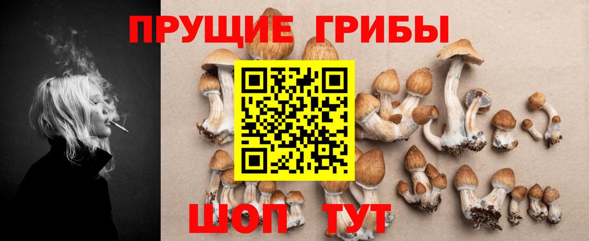 Галлюциногенные грибы Psilocybine cubensis Кингисепп